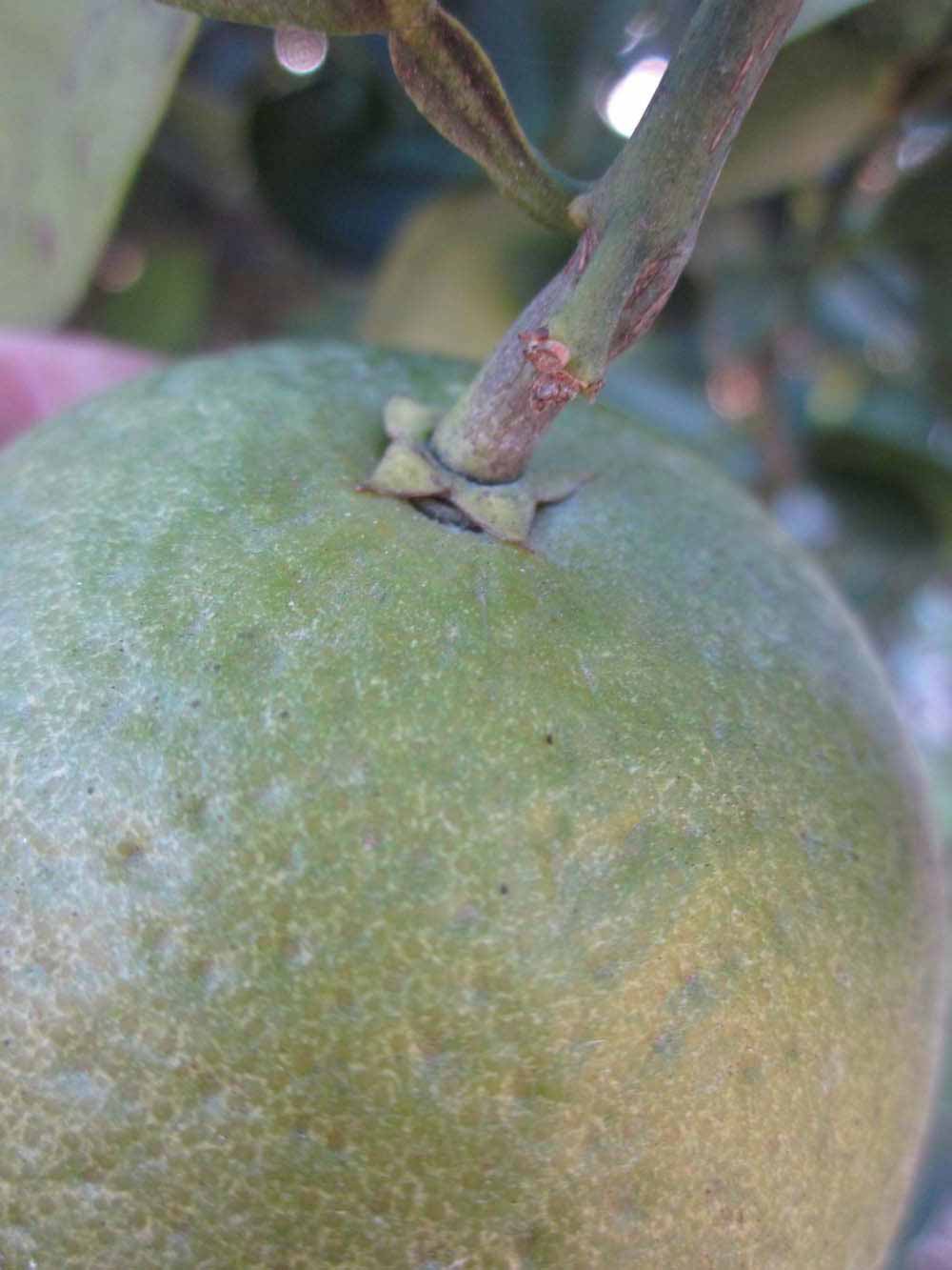            Immature fruit (Winter Haven, FL)   
